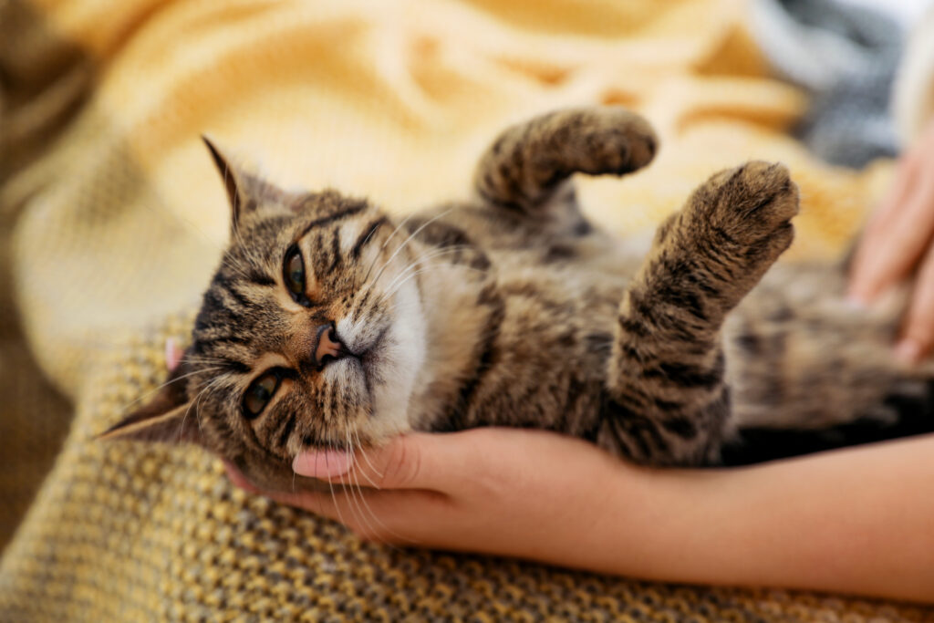 Cat Cradle