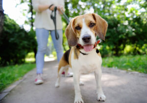 Dog On Walk