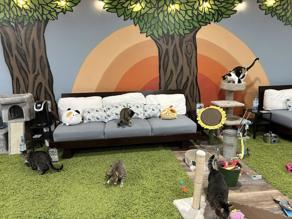 Kitty Crib Reservation Home Page